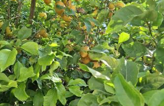 Apartments with parking space Artatore, Losinj - 24890 - Foto 7