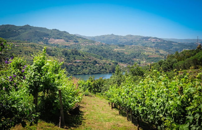 Casa da Mouta - Douro Valley - Foto 21