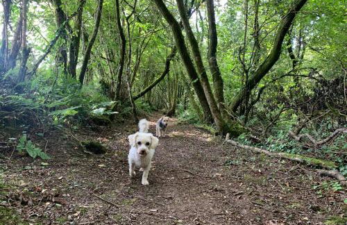 Luxury Glamping Pods with private Hot Tubs - Dog Friendly - Foto 20