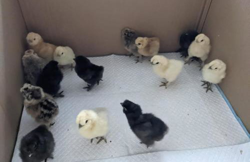 Woodland Lodge - Foto 11