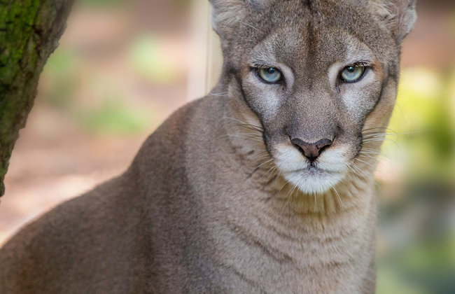 Entrada a ZooTampa - Foto 1
