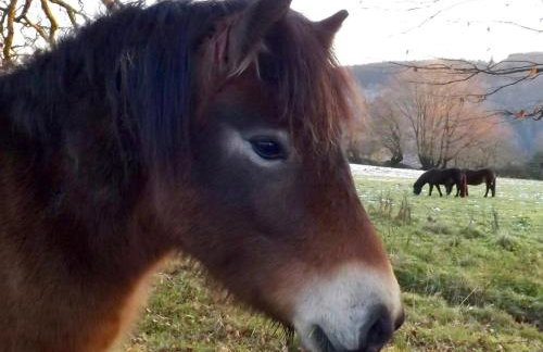 Dairy Cottage Dulverton - Foto 39