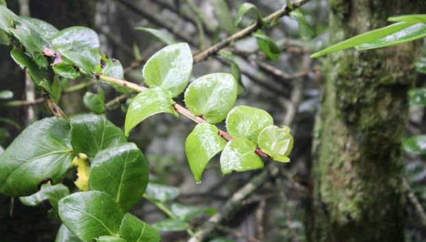 Fray Jorge destaca por su exuberante vegetación
