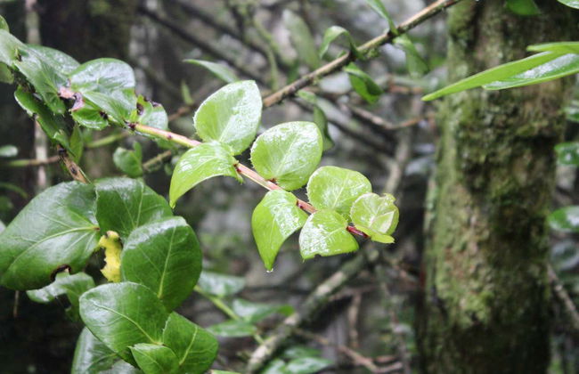 Fray Jorge National Park Trip - Photo 5