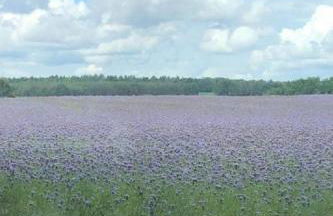 Holiday Home - Uns lütt Hüsung by Interhome - Foto 17