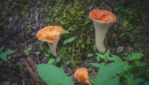 We'll learn about different fungi