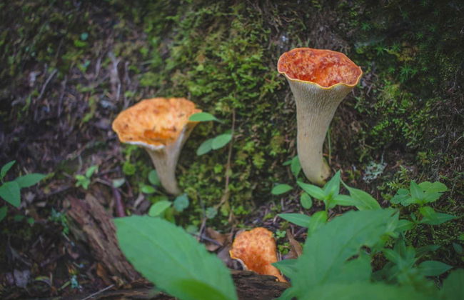 El Chico National Park Hiking & Meditation Activity - Photo 4