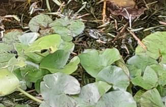 La Casa de las Ranas - Foto 19