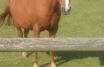 Apartment Apartment Laurence by Interhome - Foto 32