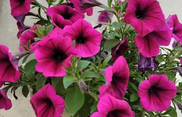 L' Archè Monolocale - Foto 12