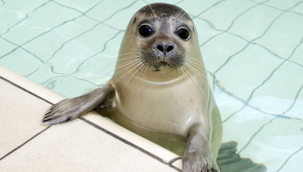 Modern Villa Near Texel Beach - Foto 4, Exterior