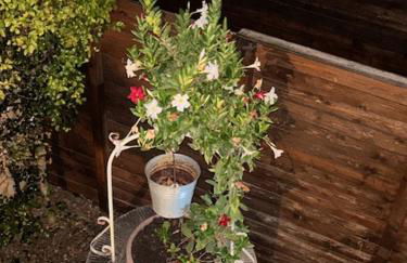 Villa Rosa - Foto 43