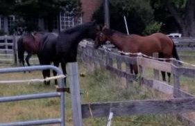Beautiful Farmstay Hill Cottage and Tiny Equipped Camper in Maryland - Foto 16