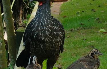 Suítes Recanto Petrópolis - Foto 11