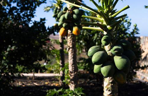 Finca Arbequina - Photo 74