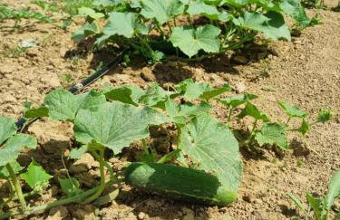 Rocca Verde - Foto 42