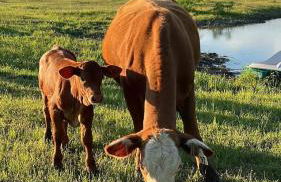 Relaxing Modern stay on a Ranch - Foto 41