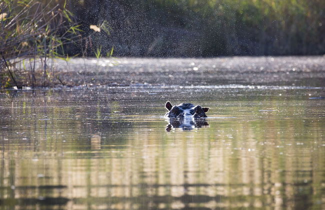 Namushasha River Villa - Foto 15