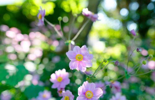 Haus Ersfeld – Gartenstudio - Foto 19