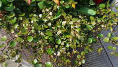 Ferienhaus " Silly " am schönen Listersee - Foto 4