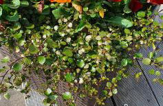 Ferienhaus " Silly " am schönen Listersee - Foto 4