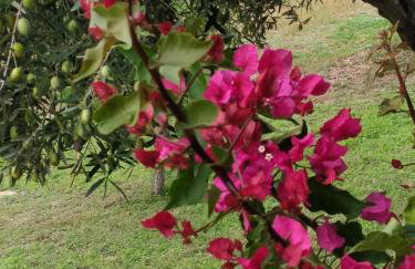 Ases Villa Lagonisi Halkidiki - Foto 17