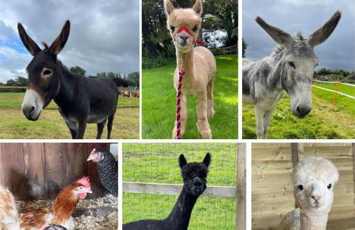 A space with amazing views and alpacas to enjoy - Foto 1