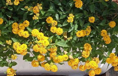 TERRA ROSSA casa di campagna con piscina 2 camere da letto, 4 pl, si animali da compagnia - Foto 60