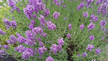 Ferienhaus am Kamskefliess - Foto 4, Garden view