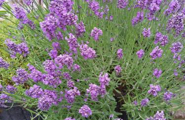 Ferienhaus am Kamskefliess - Foto 4