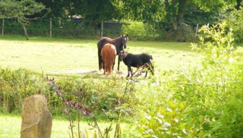 Les Bergeronnettes - Foto 3