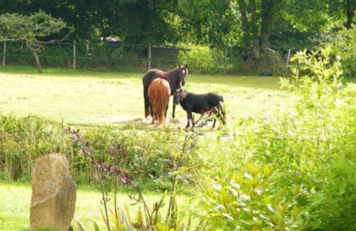 Les Bergeronnettes - Foto 3