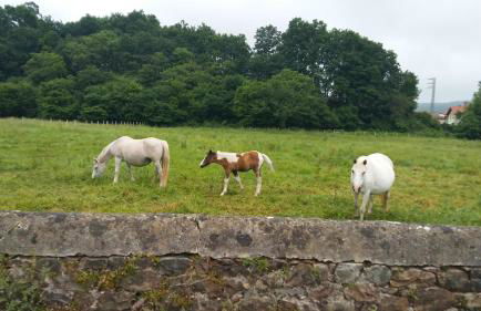 Posada Santa Eulalia - Foto 39