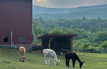 Perfect Vermont Battenkill Log Cabin - Photo 35