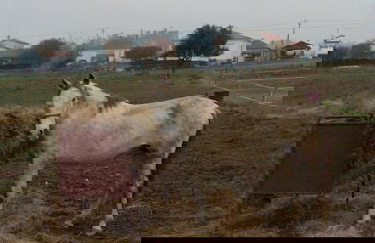 Coudelaria Residence - Foto 42