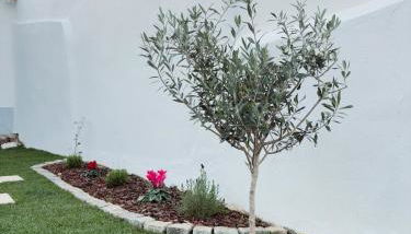 Casa D'Avó Bá - Foto 3, Garden