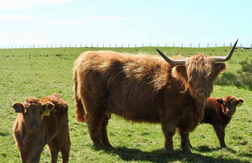 Blaeberry Cottage - Foto 15