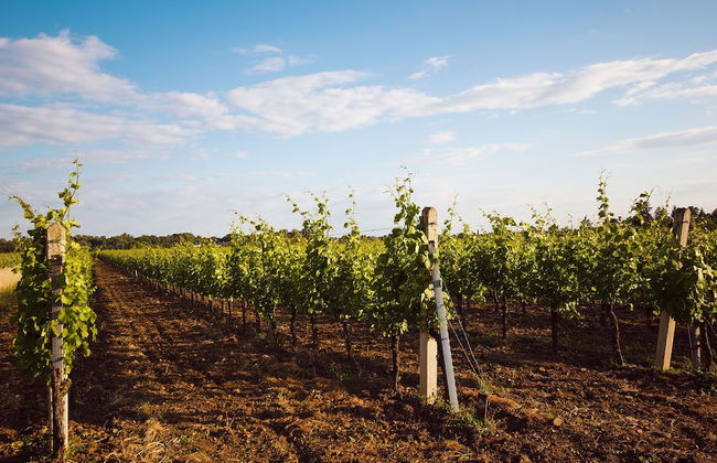 The Sampson - Orange - Foto 31