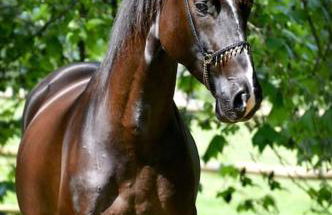 Domaine de Valmeray Gîte - Foto 17