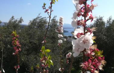 Πέτρα, Ελιά και Λεβάντα - Foto 59