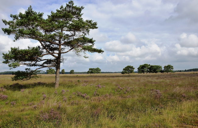 Detached Bungalow With Outdoor Fireplace - Foto 35