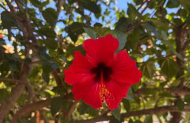 Chalet en Peñiscola urbanización font nova - Foto 13