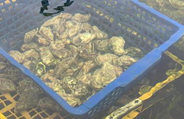 Le Pressoir, maison au calme, grand jardin, vue dégagée sur les champs, belle terrasse, 3 chambres, 2 sdb, 2 WC, parking privé, 5 kms de Bayeux et 7 kms plage d'Arromanches au coeur des plages du débarquement - Foto 47