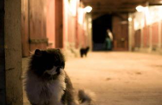 Agroturystyka Gajówka Pilica - Foto 27