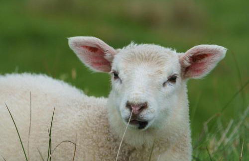 Voortrekker Shetland Holiday Apartments - Foto 19