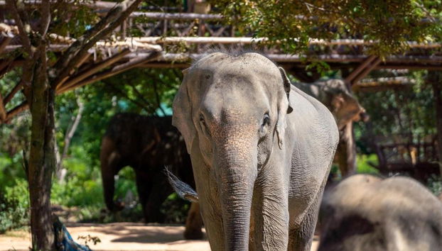 Expérience du Royaume des Éléphants - Photo 2