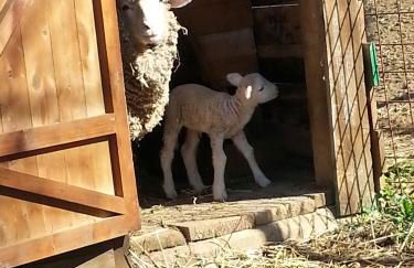 Tenuta Carabollace - Foto 51