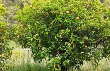 Casa de Celebrar a Vida - Foto 38