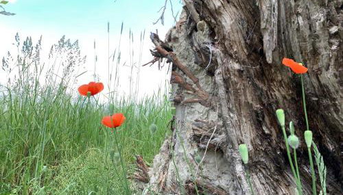 Alter Gasthof Seminar- und Gästehaus Spreewald - Foto 4