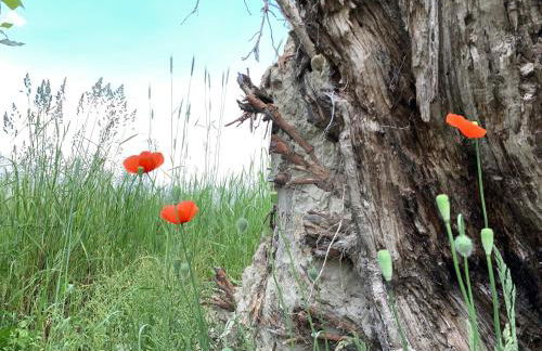 Alter Gasthof Seminar- und Gästehaus Spreewald - Foto 4